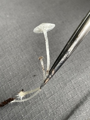  ( - HAY-F-006418)  @11 [ ] by-nc (2023) Damon Tighe Fungal Diversity Survey