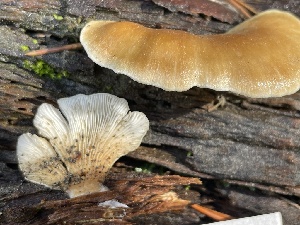  (Hohenbuehelia sp. CA05 - HAY-F-006419)  @11 [ ] by-nc (2023) Damon Tighe Fungal Diversity Survey