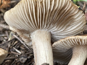  ( - HAY-F-006428)  @11 [ ] by-nc (2023) Damon Tighe Fungal Diversity Survey