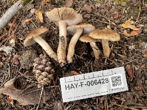  ( - HAY-F-006428)  @11 [ ] by-nc (2023) Damon Tighe Fungal Diversity Survey