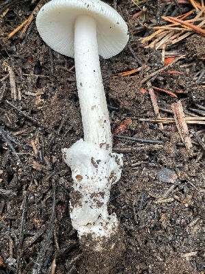  ( - HAY-F-006429)  @11 [ ] by-nc (2023) Damon Tighe Fungal Diversity Survey
