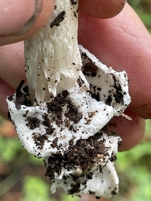 ( - HAY-F-006429)  @11 [ ] by-nc (2023) Damon Tighe Fungal Diversity Survey