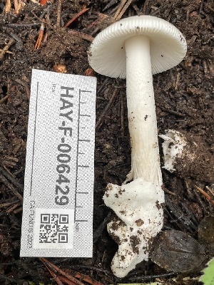  ( - HAY-F-006429)  @11 [ ] by-nc (2023) Damon Tighe Fungal Diversity Survey