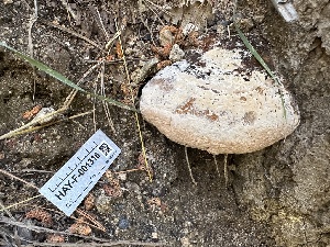  (Fomitopsis schrenkii - HAY-F-001316)  @11 [ ] by-nc (2023) Aaron Tupac Fungal Diversity Survey