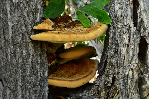  ( - FDS-CA-00345)  @11 [ ] by-nc (2023) Christian Schwarz Fungal Diversity Survey