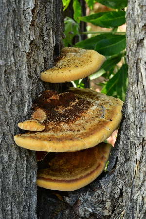  ( - FDS-CA-00345)  @11 [ ] by-nc (2023) Christian Schwarz Fungal Diversity Survey