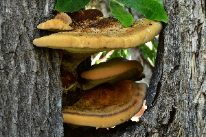  ( - FDS-CA-00345)  @11 [ ] by-nc (2023) Christian Schwarz Fungal Diversity Survey