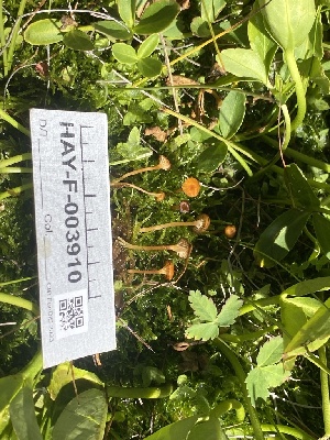  ( - HAY-F-003910)  @11 [ ] by-nc (2023) Grace Stark Fungal Diversity Survey