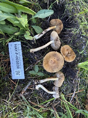  ( - HAY-F-003830)  @11 [ ] by-nc (2023) Grace Stark Fungal Diversity Survey