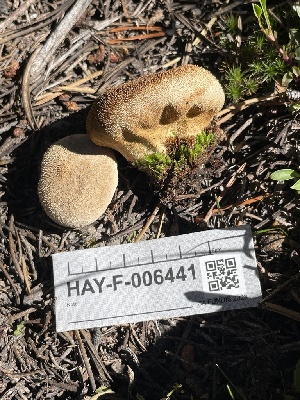  ( - HAY-F-006441)  @11 [ ] by-nc (2023) Damon Tighe Fungal Diversity Survey