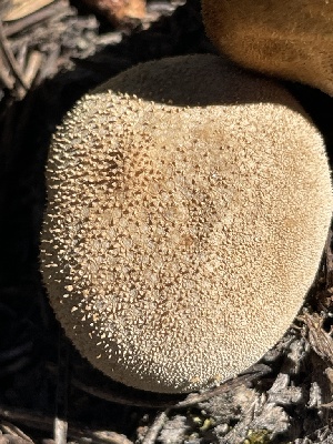  ( - HAY-F-006441)  @11 [ ] by-nc (2023) Damon Tighe Fungal Diversity Survey