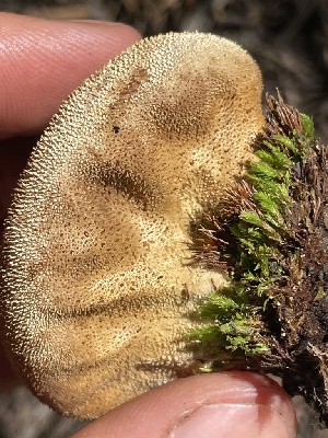  ( - HAY-F-006441)  @11 [ ] by-nc (2023) Damon Tighe Fungal Diversity Survey