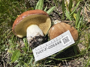  ( - HAY-F-006444)  @11 [ ] by-nc (2023) Damon Tighe Fungal Diversity Survey
