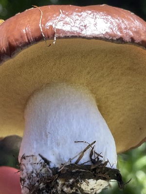  ( - HAY-F-006444)  @11 [ ] by-nc (2023) Damon Tighe Fungal Diversity Survey