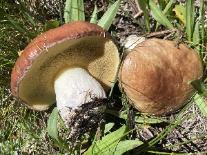  ( - HAY-F-006444)  @11 [ ] by-nc (2023) Damon Tighe Fungal Diversity Survey