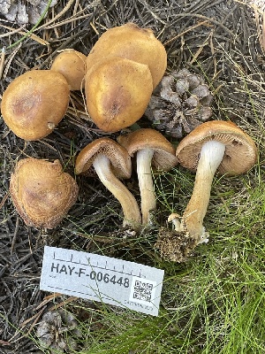  (Hebeloma pungens - HAY-F-006448)  @11 [ ] by-nc (2023) Damon Tighe Fungal Diversity Survey