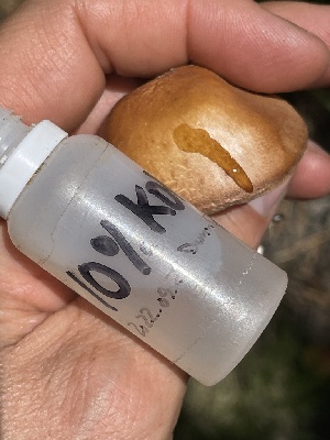  ( - HAY-F-006448)  @11 [ ] by-nc (2023) Damon Tighe Fungal Diversity Survey