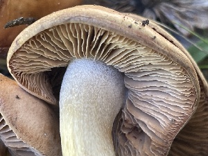  ( - HAY-F-006448)  @11 [ ] by-nc (2023) Damon Tighe Fungal Diversity Survey