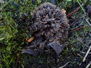  (Thelephora sp. scissilis-MI01 - HAY-F-003908)  @11 [ ] by-nc (2023) Grace Stark Fungal Diversity Survey