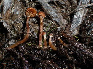  ( - HAY-F-003812)  @11 [ ] by-nc (2023) Grace Stark Fungal Diversity Survey