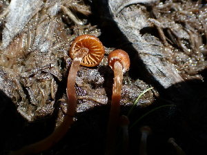  ( - HAY-F-003812)  @11 [ ] by-nc (2023) Grace Stark Fungal Diversity Survey