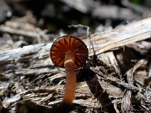  ( - HAY-F-003812)  @11 [ ] by-nc (2023) Grace Stark Fungal Diversity Survey