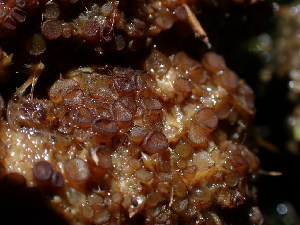  ( - HAY-F-003909)  @11 [ ] by-nc (2023) Grace Stark Fungal Diversity Survey