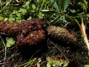  ( - HAY-F-003909)  @11 [ ] by-nc (2023) Grace Stark Fungal Diversity Survey