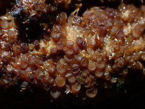  (Ascobolus - HAY-F-003909)  @11 [ ] by-nc (2023) Grace Stark Fungal Diversity Survey