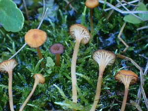  ( - HAY-F-003910)  @11 [ ] by-nc (2023) Grace Stark Fungal Diversity Survey