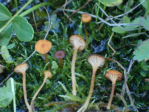  ( - HAY-F-003910)  @11 [ ] by-nc (2023) Grace Stark Fungal Diversity Survey