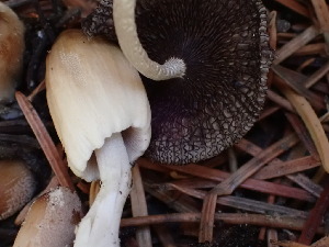  (Coprinellus sp. radians-IN03 - HAY-F-003786)  @11 [ ] by-nc (2023) Grace Stark Fungal Diversity Survey
