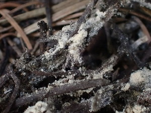  ( - HAY-F-003785)  @11 [ ] by-nc (2023) Grace Stark Fungal Diversity Survey