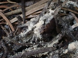  ( - HAY-F-003785)  @11 [ ] by-nc (2023) Grace Stark Fungal Diversity Survey
