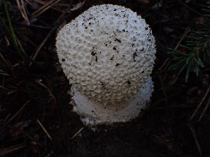  ( - HAY-F-003894)  @11 [ ] by-nc (2023) Grace Stark Fungal Diversity Survey