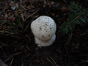  ( - HAY-F-003894)  @11 [ ] by-nc (2023) Grace Stark Fungal Diversity Survey