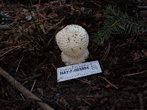 ( - HAY-F-003894)  @11 [ ] by-nc (2023) Grace Stark Fungal Diversity Survey