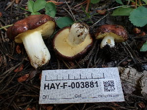  ( - HAY-F-003881)  @11 [ ] by-nc (2023) Grace Stark Fungal Diversity Survey