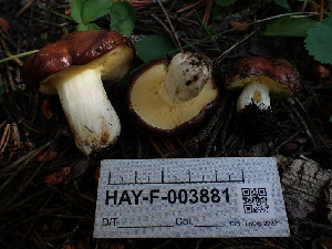  ( - HAY-F-003881)  @11 [ ] by-nc (2023) Grace Stark Fungal Diversity Survey