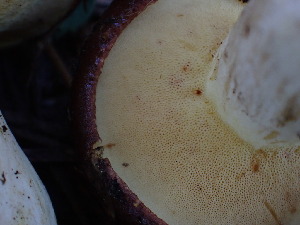  ( - HAY-F-003881)  @11 [ ] by-nc (2023) Grace Stark Fungal Diversity Survey