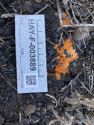  ( - HAY-F-003889)  @11 [ ] by-nc (2023) Grace Stark Fungal Diversity Survey