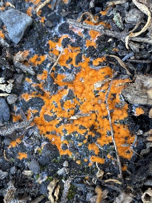  ( - HAY-F-003889)  @11 [ ] by-nc (2023) Grace Stark Fungal Diversity Survey