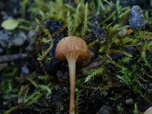  ( - HAY-F-003907)  @11 [ ] by-nc (2023) Grace Stark Fungal Diversity Survey