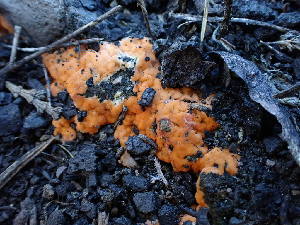  ( - HAY-F-003889)  @11 [ ] by-nc (2023) Grace Stark Fungal Diversity Survey