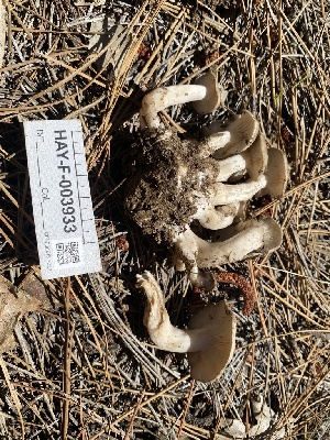  ( - HAY-F-003933)  @11 [ ] by-nc (2023) Grace Stark Fungal Diversity Survey