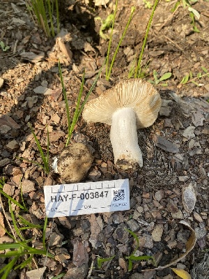  ( - HAY-F-003847)  @11 [ ] by-nc (2023) Grace Stark Fungal Diversity Survey