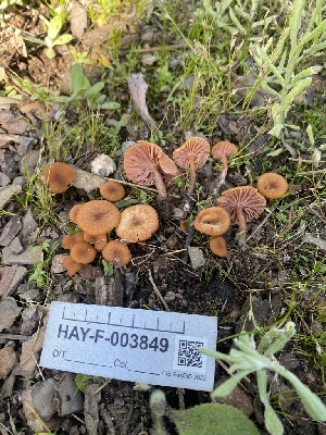  ( - HAY-F-003849)  @11 [ ] by-nc (2023) Grace Stark Fungal Diversity Survey