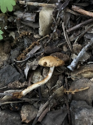  ( - HAY-F-006024)  @11 [ ] by-nc (2023) Dean Lyons Fungal Diversity Survey
