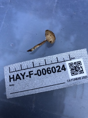  ( - HAY-F-006024)  @11 [ ] by-nc (2023) Dean Lyons Fungal Diversity Survey