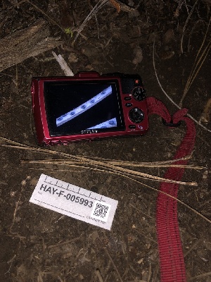  ( - HAY-F-005993)  @11 [ ] by-nc (2023) Dean Lyons Fungal Diversity Survey
